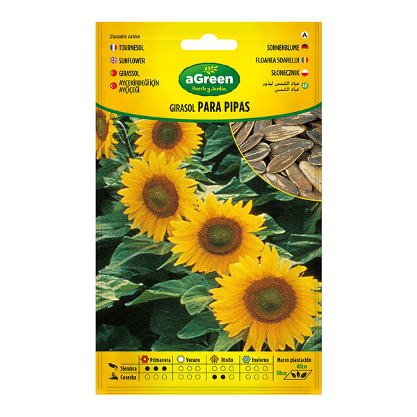 Envelope with sunflower seeds for pipes 301024Bolsh Agreen