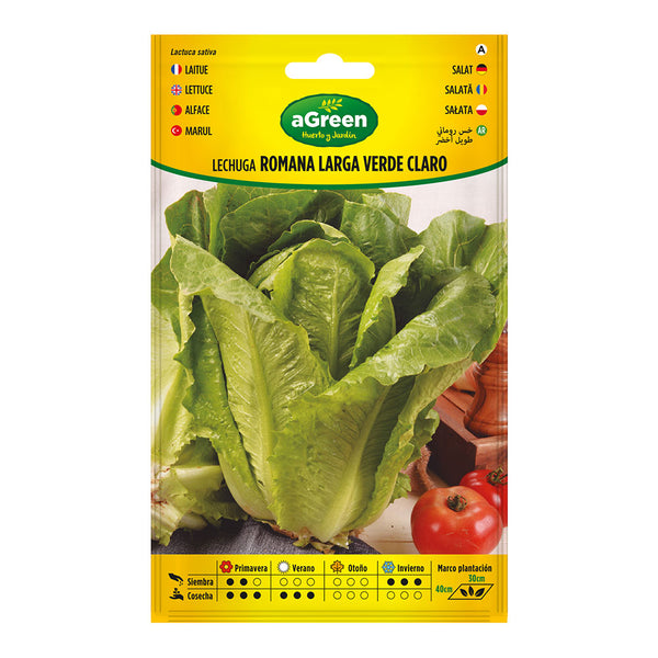 Envelope With Long Green Romaine Lettuce Seeds 000440Bolsh Agreen