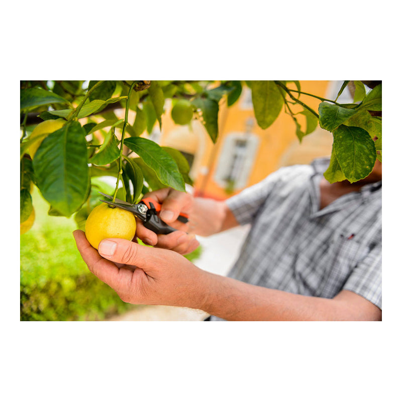 Grape Harvesting Scissors, Point 18, Length: 18cm Stocker