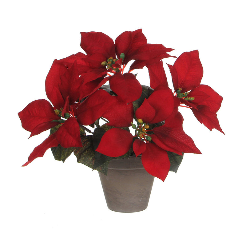 Red Ponsettia Plant In Grey Pot 22x27cm