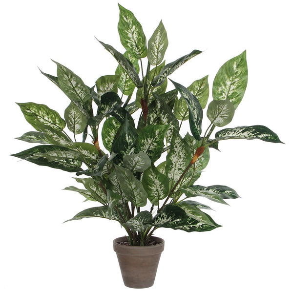 Dieffenbachia Pvc Con Maceta Gris