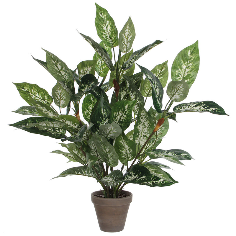 Dieffenbachia Pvc With Gray Pot