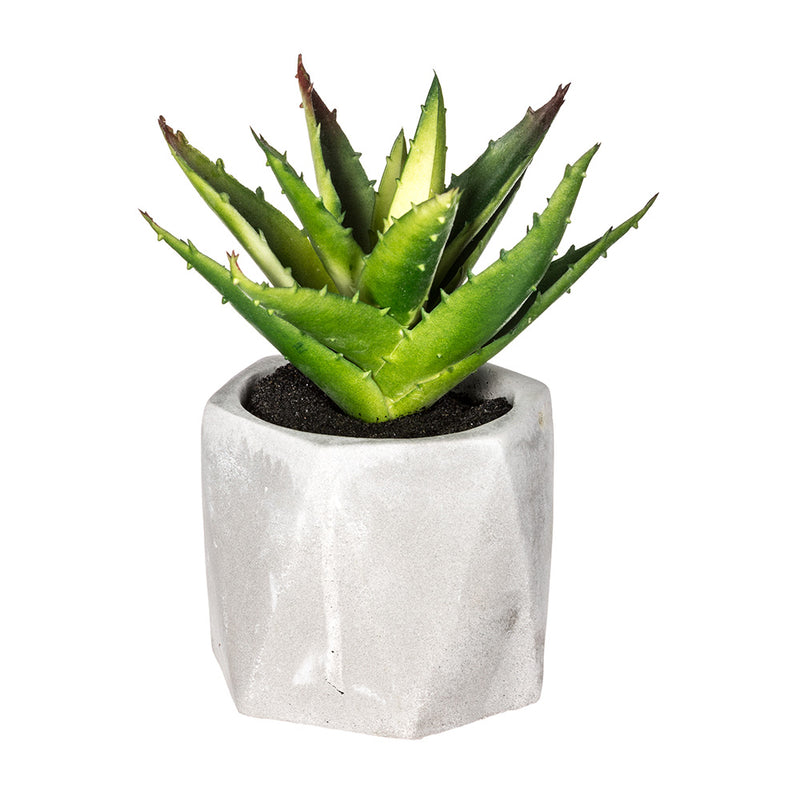 Decorative Plant With Pot 7x14cm Assorted Models