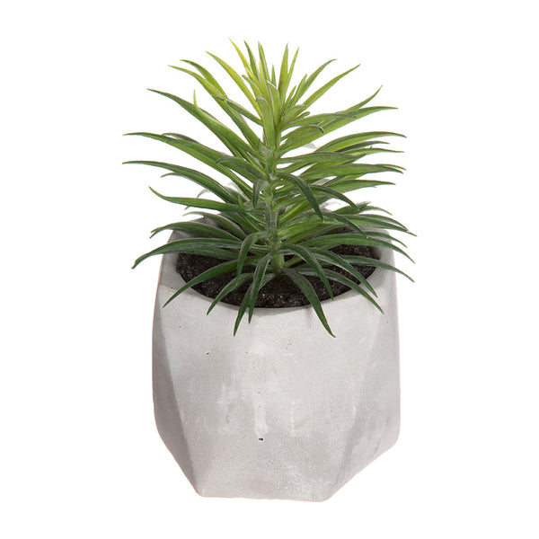 Decorative Plant With Pot 7x14cm Assorted Models