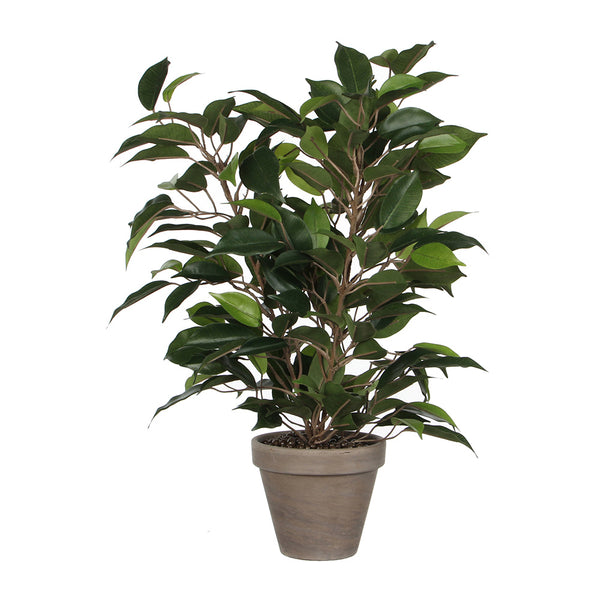 Ficus Natasja With Pot Ø11.5X40X30Cm