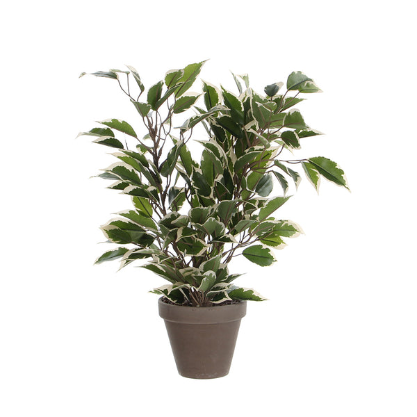 Ficus Natasja Jaspeado Con Maceta 4X11, 5Cm