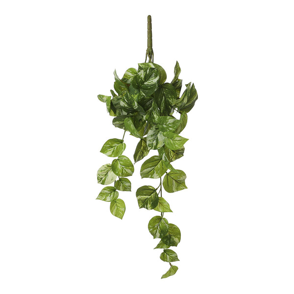 Hanging Pothos Green Color 14X58X20Cm